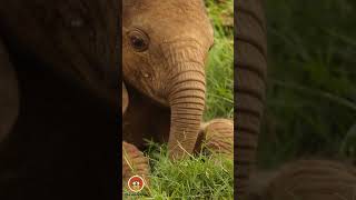 Baby Elephant Grazes Peacefully in the Wild