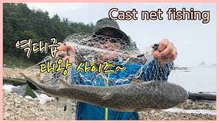 바다투망인생 14개월차 역대급 사이즈!!!_이게 대물이지! cast net fishing :  Sashimi mukbang