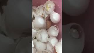 EGG SHELLS FOR PLANTS /EGGSHELL FERTILIZER/HOW TO USE EGG SHELLS AS ORGANIC FERTILIZERS/ #shorts