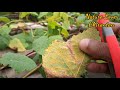 how to protect your plant from yellow fungus on grape leaves।। আঙ্গুর গাছের পাতায় হলুদ ছত্রাক।।