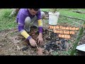 date palm growing and sowing seeds 孵椰枣种子 椰棗種子 種椰棗 种椰枣 semai biji kurma tanam pokok kurma tamar farm