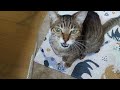 2024 11 24 猫３匹の🐈日常😊 ねこ cat 猫 बिल्ली キジトラ マンチカン アビシニアン 短足マンチカン 短足 cute abyssinian