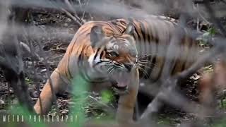 melghat tiger Metro photography tiger attack