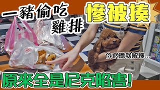 一豬小公主｜一豬偷吃雞排慘被揍 原來全是尼克陷害!!!