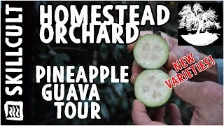 Pineapple Guava Tour, New Seedling Varieties From a Feijoa Collector and Breeder