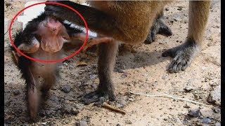 OMG! What newborn's mommy doing on it? Newborn monkey so cute,it looks so beautiful!