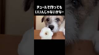 世界一簡単な犬用アイスだよ #shorts /ジャックラッセルテリア/チップ/5歳