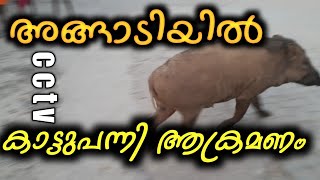 ടൗണിൽ കാട്ടുപന്നി ഇറങ്ങി | Kaattupanni | Wild boar | mulayankavu | Cctv | Prasad Pattambi |