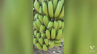 आमच्या शेता मधील केळी घड काढणी||keli kapani|| Banana Harvesting|| #AnusayaFarm #अनुसया फार्म #केळी