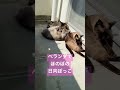 3匹仲良く日向ぼっこする猫　（前のお家） shorts cat