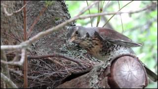 Fieldfare nest