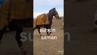 SURXON_SAMAN 🐎 #shorts #horse #kupkari #uloq_kokpari #rekda #shorts #short