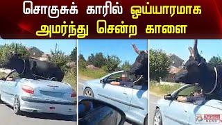 சொகுசுக் காரில் ஒய்யாரமாக அமர்ந்து சென்ற காளை