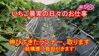 伸びてきたランナー、取ります（結構腰に負担がきます）　いちご農家の日々のお仕事　＃５６０