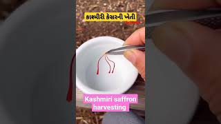 kashmiri kesar || kashmiri saffron harvesting #trending #youtubeshorts #saffron #kesar