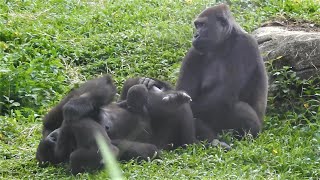 #Iriki #Ringo #Jabali #Tayari 20210817 G Taipei Zoo #Gorilla