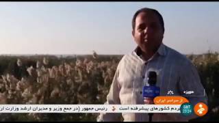 Iran Fishing season, Khuzestan wetlands ماهيگيري در تالاب هاي استان خوزستان ايران