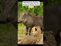 mr warthog v18 fearless violence master group 😂😂😂 funny animals warthog