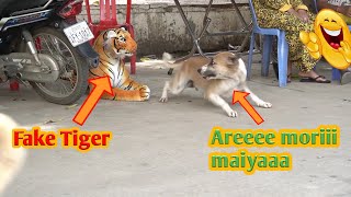 Fake Tiger Prank Dog Very Funny  - Try to Not Laugh Challenge  || Fake Tiger Prank Monkey viral