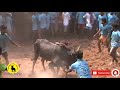 kalpalayathanpatti jallikattu 2019 last part கல்பாளையத்தான்பட்டி ஜல்லி்க்கட்டு கடைசி பகுதி