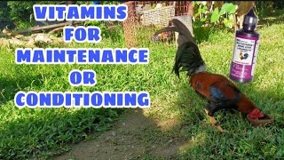 VITAMINS FOR MAINTENANCE OR CONDITIONING || BALERIANS GAMEYARD