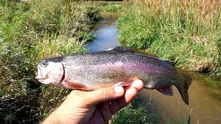 CATCH N' COOK - Oven Baked Rainbow Trout!! (SO GOOD)