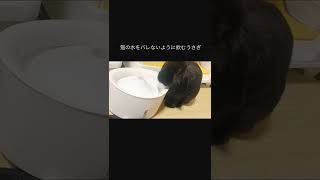 猫の水をバレないように飲むうさぎ#shorts