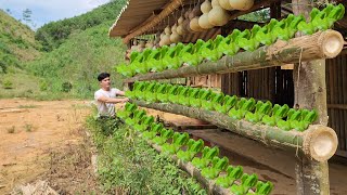 きれいな野菜を育てるという考えには、広い庭は必要ありません。鶏の飼育