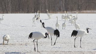 【未公開シーン】阿寒国際ツルセンター【グルス】に行ってきた！【バスタビ北海道 第8弾 釧路編】