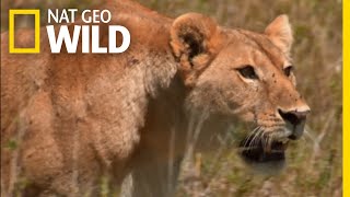 How Savannah Lions Hunt | War of the Lions