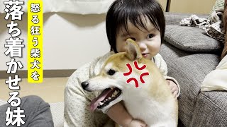 ブチ切れる柴犬に優しく抱きついて秒で大人しくさせる1歳児