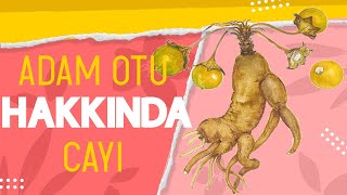 ADAM OTU ÇAYI HAKKINDA