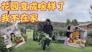 #种菜 瑞典乡村種菜，秋季丰收的季节😄今年收获了什么菜，歡迎大家来看看我家的花园吧