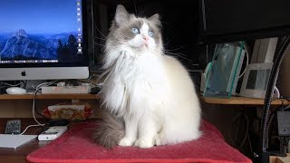 くつろいでいるモフモフ猫をブラッシング♪ラグドール猫［Ragdoll Cat Ruu #468］Brushing of relaxing fluffy cat