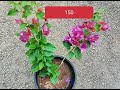 bouganvillea വില കുറവിൽ sale petunia garden whatsup 7907619678