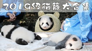 《熊貓主題趴》2019級貓籠大合集 | iPanda熊貓頻道