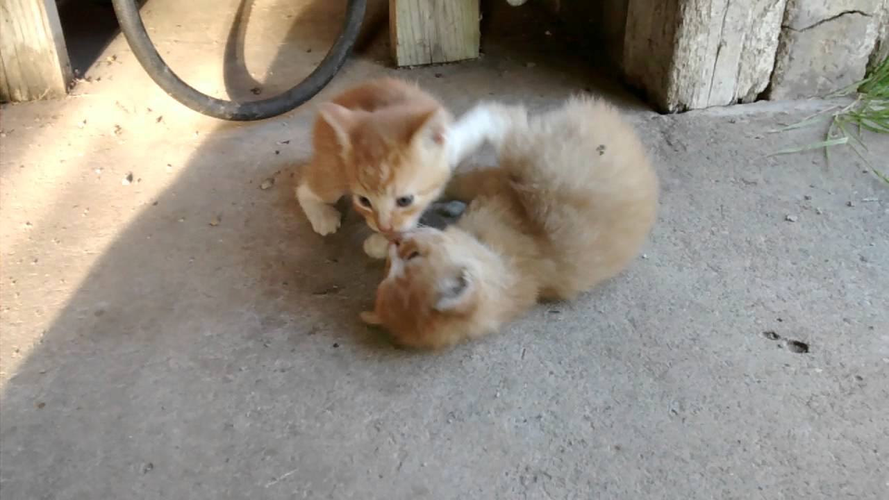 Kitten Wrestling Youtube