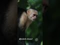 beginilah tatapan tajam lutung di alam liar ketika terganggu monyet shorts