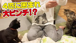 早く猫じゃらしを直してもらいたくてウズウズする猫たち！