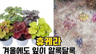 사계절  알록달록한  정원을 원한다면  휴케라 겨울 월동 나기