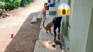 આ બિલાડી બોવ માથા ભારે કુતરાને પણ કાન નો દેય | This cat also gives ear to heavy dog | બિલાડી