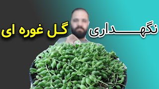 روش نگهداری از گل غوره ای