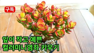 잎이 작고 색상이 예쁜 컬러미니염좌 다육 키우기 Raising Crassula ovata succulent plants with small leaves 葉が小さくきれいな多肉植物育て