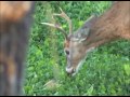 spike bucks qdma management minute