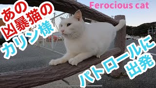 あの凶暴猫のカリン様 爪研ぎしてパトロールかと思いきや散歩に変更 Ferocious cat