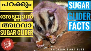 Sugar Glider facts | Malayalam | Animal Factory