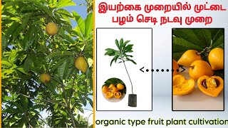 முட்டை பழம் செடி நடவு முறை மற்றும் பராமரிப்பு egg food plant cultivation in Tamil Nadu#eggfood