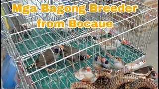 Mga Bagong BREEDER FINCH from Bocaue Bulacan