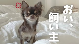 【おしゃべりペット】チワワがケチな飼い主に一言