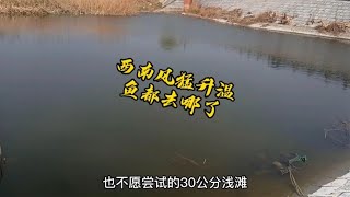 春季野钓，连续降温猛升温，西南风大晴天，我找到了大板鲫的乐园~分享钓鱼知识